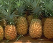 Ananas Yetiştiriciliği İstekleri Ananas Yetiştiriciliği İstekleri