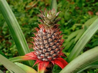 Ananas Besin Değeri Kullanımı ve Faydaları Nelerdir? Ananas Besin Değeri Kullanımı ve Faydaları Nelerdir?